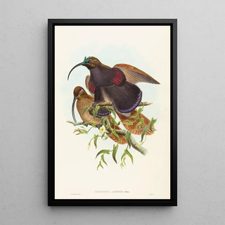 John Gould - Drepanornis albertisi.webp