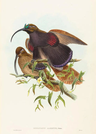 John Gould - Drepanornis albertisi.webp