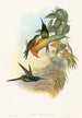 Eugénie Kaiserin - John Gould — Ansicht des Kunstwerks