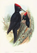 Großes schwarzes Piepmotiv - John Gould — Ansicht des Kunstwerks