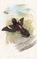 Großes Eurylaime-Gemälde - John Gould — Ansicht des Kunstwerks
