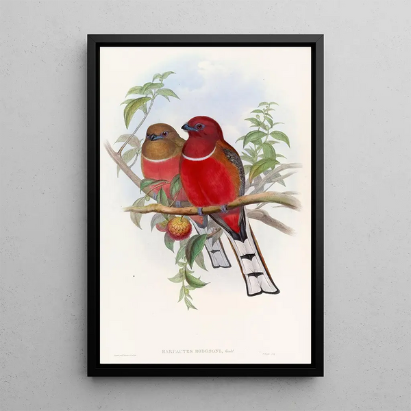 John Gould - Hodgsons Trogon.webp