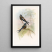 Hémiprocné à capuchon - John Gould — gerahmtes Bild an der Wand