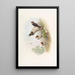 Hirondelle der Klippen indische - John Gould — gerahmtes Bild an der Wand