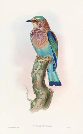John Gould - Indian Roller.webp
