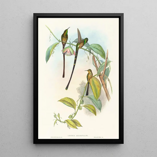 John Gould - Lesbia Amaryllis.webp