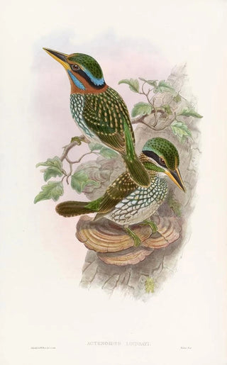 John Gould - Lindsays Kingfisher.webp
