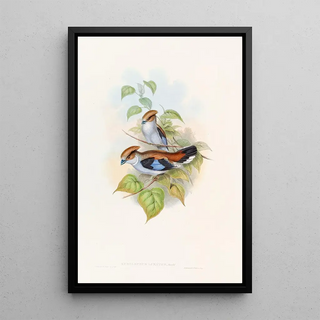 John Gould - Lunated Eurylaime.webp