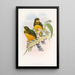 Trogon de Macklot - John Gould — gerahmtes Bild an der Wand