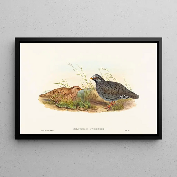 Malacoturnix superciliosus - John Gould — gerahmtes Bild an der Wand
