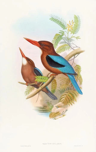 John Gould - Manilla Kingfisher.webp