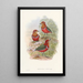 Monographie der Pittidae Pl09 - John Gould — gerahmtes Bild an der Wand