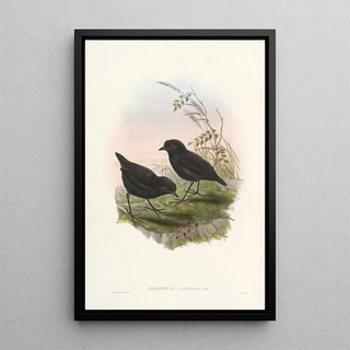 John Gould - Monograph of the Pittidae Pl10.webp