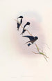 Hirondelle de Népal - John Gould — Ansicht des Kunstwerks