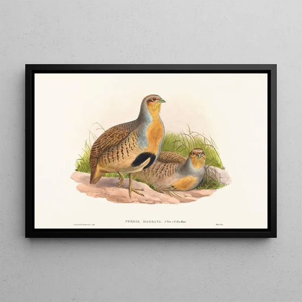 Perdix barbata - John Gould — gerahmtes Bild an der Wand