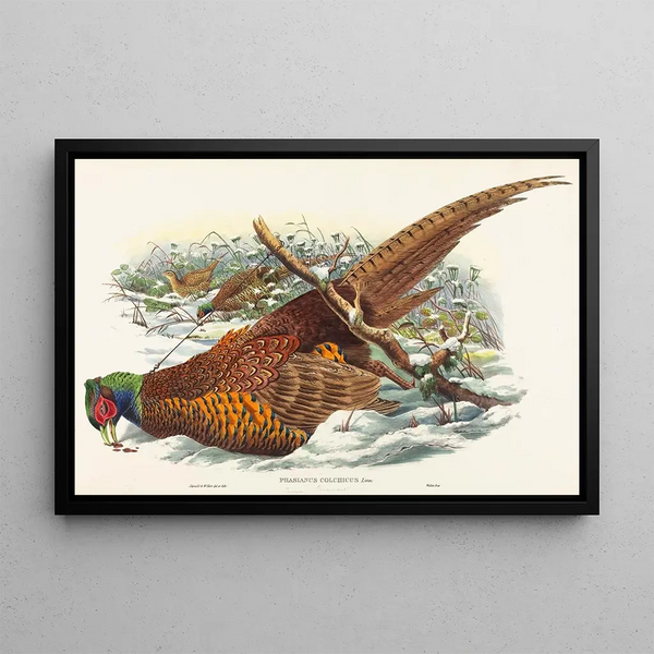 Phasianus colchicus - John Gould — gerahmtes Bild an der Wand