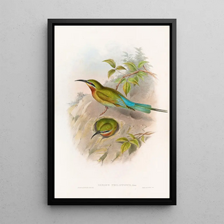 John Gould - Philippine Beeeater.webp