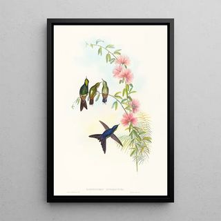 John Gould - Ramphomicron microrhyncha.webp