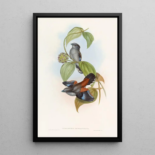 John Gould - Redbacked Eurylaime.webp