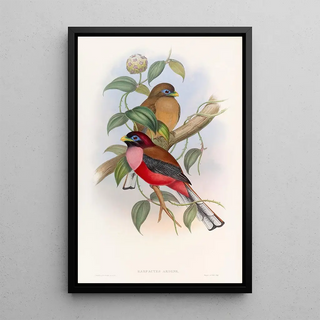 John Gould - Rosybreasted Trogon.webp