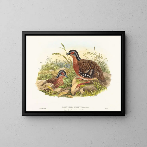 Perdung der Rotbrust-Bambus - John Gould — gerahmtes Bild an der Wand