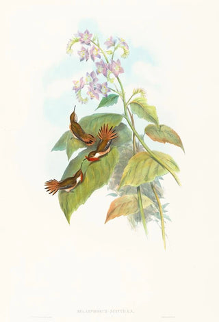 John Gould - Selashorus scintilla.webp