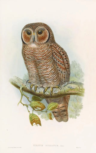 John Gould - Speckled WoodOwl.webp