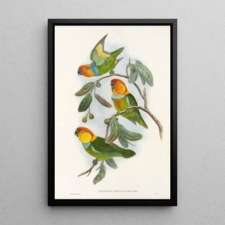 John Gould - The Birds of New Guinea and the adjacent Papuan islands Pl02.webp