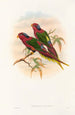 Die Vögel von Neuguinea und den angrenzenden Papua-Inseln Pl12 - John Gould — Ansicht des Kunstwerks