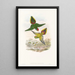 Die Vögel von Neuguinea und den angrenzenden Papua-Inseln Pl16 - John Gould — gerahmtes Bild an der Wand