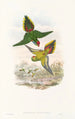 Die Vögel von Neuguinea und den angrenzenden Papua-Inseln Pl16 - John Gould — Ansicht des Kunstwerks
