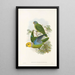 Die Vögel von Neuguinea und den angrenzenden Papuas-Inseln Pl28 - John Gould — gerahmtes Bild an der Wand