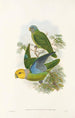 Die Vögel von Neuguinea und den angrenzenden Papuas-Inseln Pl28 - John Gould — Ansicht des Kunstwerks