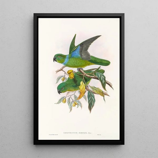 John Gould - The Birds of New Guinea and the adjacent Papuan islands Pl29.webp
