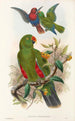 Die Vögel Neuguineas und der angrenzenden Papuas-Inseln Pl31 - John Gould — Ansicht des Kunstwerks