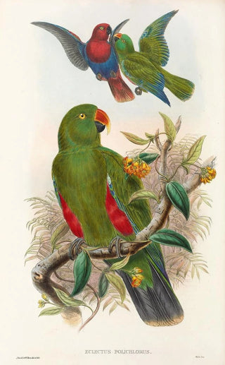 John Gould - The Birds of New Guinea and the adjacent Papuan islands Pl31.webp