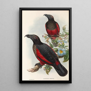John Gould - The Birds of New Guinea and the adjacent Papuan islands Pl33.webp