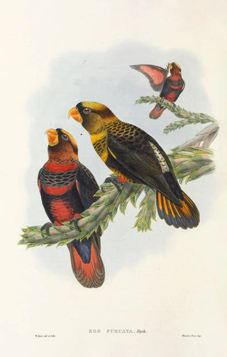 John Gould - The Birds of New Guinea and the adjacent Papuan islands Pl34.webp