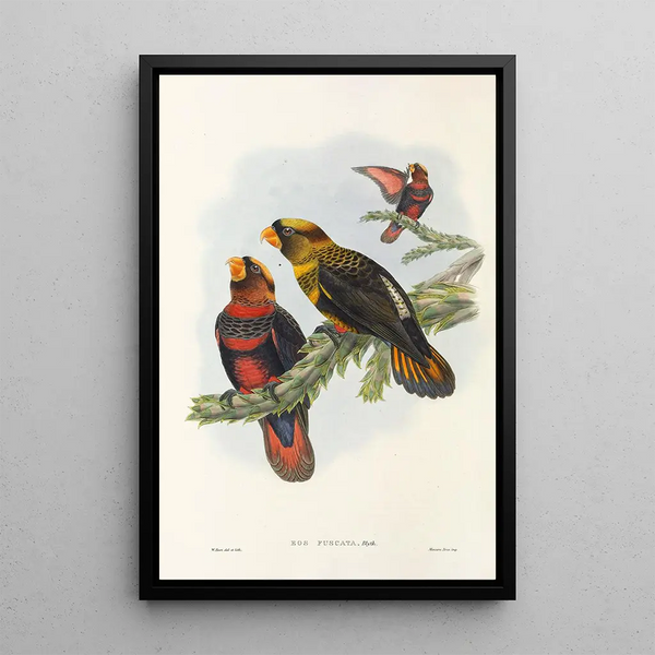 John Gould - The Birds of New Guinea and the adjacent Papuan islands Pl34.webp