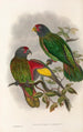 Die Vögel von Neuguinea und den angrenzenden Papua-Inseln Pl38 - John Gould — Ansicht des Kunstwerks