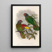 Die Vögel von Neuguinea und den angrenzenden Papua-Inseln Pl38 - John Gould — gerahmtes Bild an der Wand