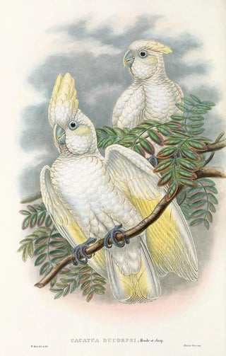 John Gould - The Birds of New Guinea and the adjacent Papuan islands Pl47.webp