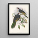 Die Vögel von Neuguinea und den angrenzenden Papua-Inseln Pl56 - John Gould — gerahmtes Bild an der Wand