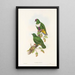 Die Vögel Neuguineas und der angrenzenden Papuas-Inseln Pl59 - John Gould — gerahmtes Bild an der Wand