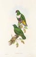 Die Vögel Neuguineas und der angrenzenden Papuas-Inseln Pl59 - John Gould — Ansicht des Kunstwerks