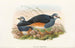 Die Vögel von Neuguinea und den angrenzenden Papua-Inseln Pl62 - John Gould — Ansicht des Kunstwerks