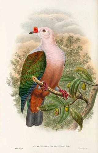 John Gould - The Birds of New Guinea and the adjacent Papuan islands Pl63.webp