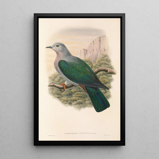 John Gould - The Birds of New Guinea and the adjacent Papuan islands Pl64.webp