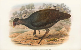 John Gould - The Birds of New Guinea and the adjacent Papuan islands Pl68.webp