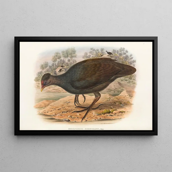 Die Vögel Neuguineas und der angrenzenden Papuas-Inseln Pl68 - John Gould — gerahmtes Bild an der Wand